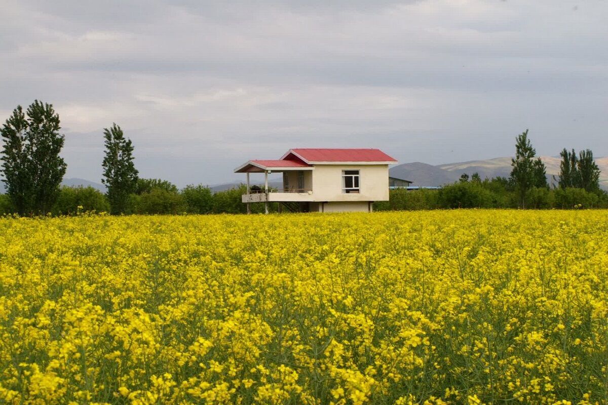 کشت بیش از ۵۰۰ هکتار کلزا در بوکان/بیش‌بینی برداشت تا ۱۲۰۰ تُن