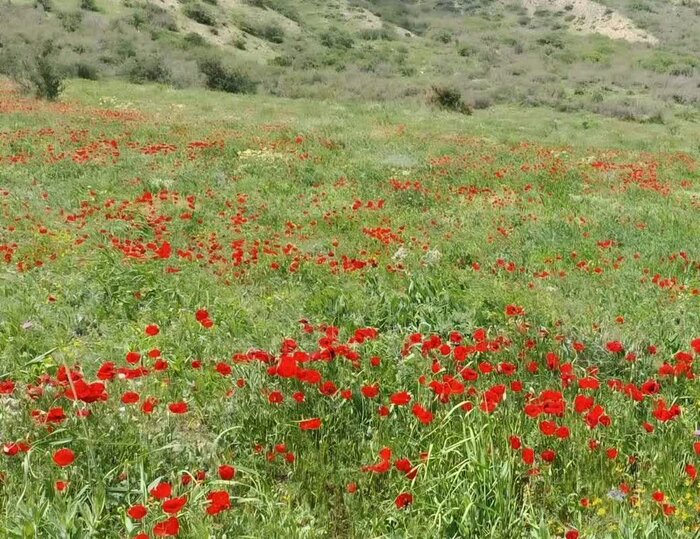 پارک ملی گلستانی بهشتی برای گردشگران