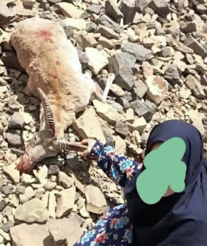 زن شکارچی با اسلحه کالیبر ۲۷۰ در بازرجان تفرش دستگیر شد