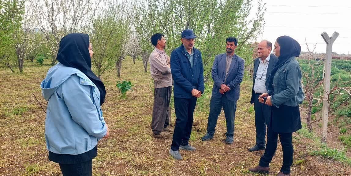 بناب قطب فرآوری و صادرات کشمش در آذربایجان شرقی است