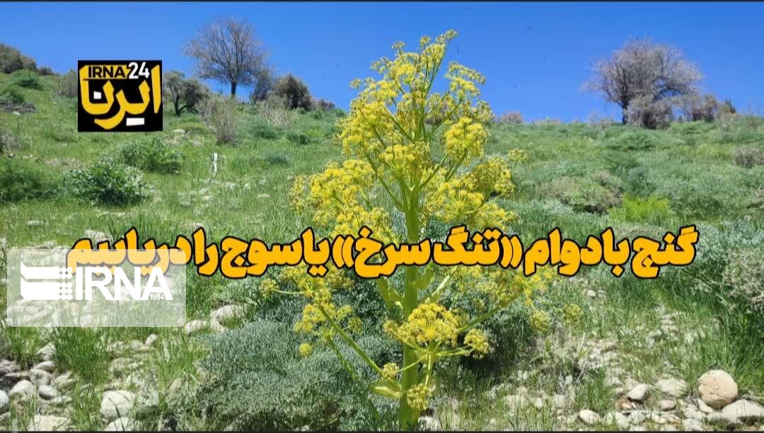 فیلم | گنج بادوام «تنگ سرخ» یاسوج  را دریابیم