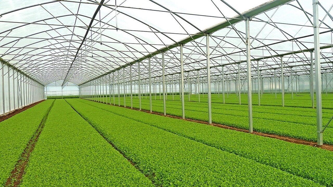 گلخانه آذررویان