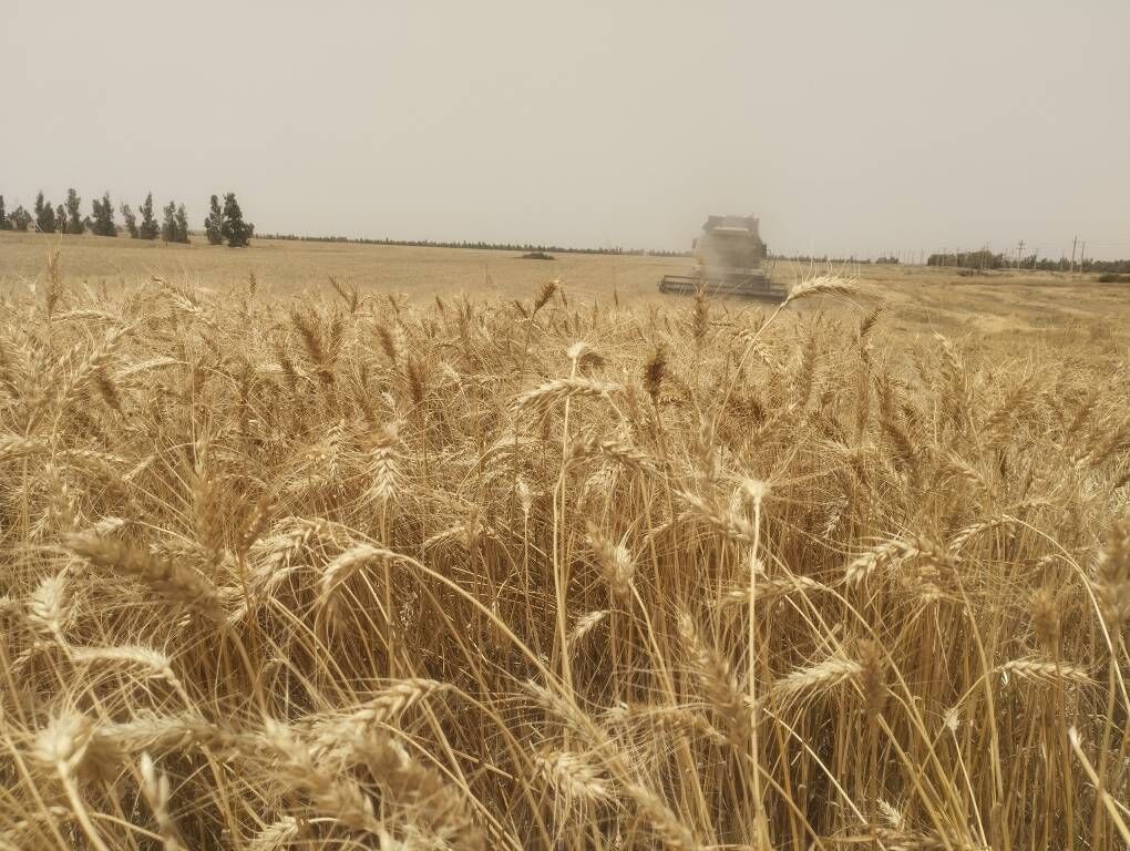 ۱۰ درصد از گندمزارهای زنجان در معرض تهدید است