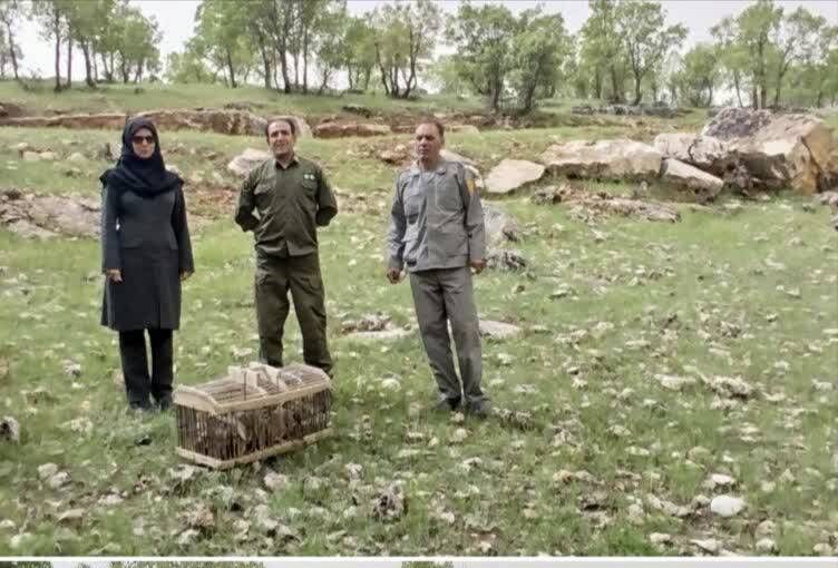 رهاسازی ۱۲ قطعه کبک در زیستگاه‌های طبیعی اسلام‌آبادغرب
