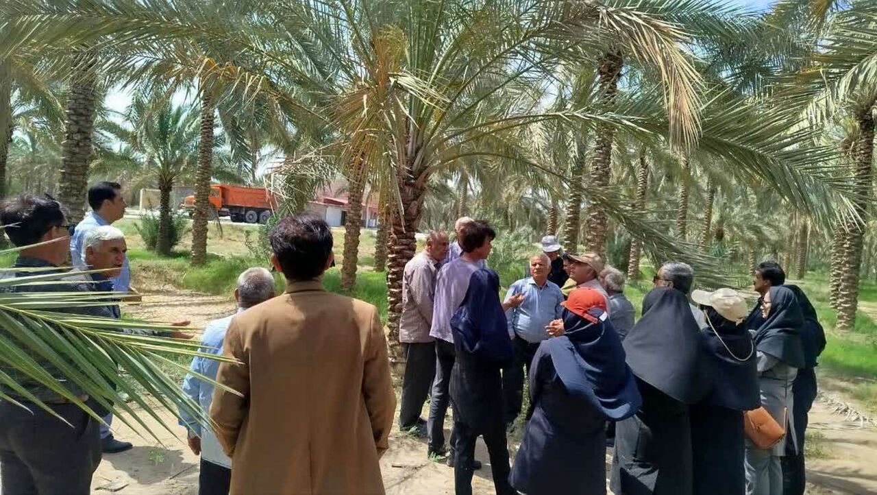 نخلداران بوشهر برای مباره با آفات خرما آماده شدند نخلداران بوشهر برای مباره با آفات خرما آماده شدند