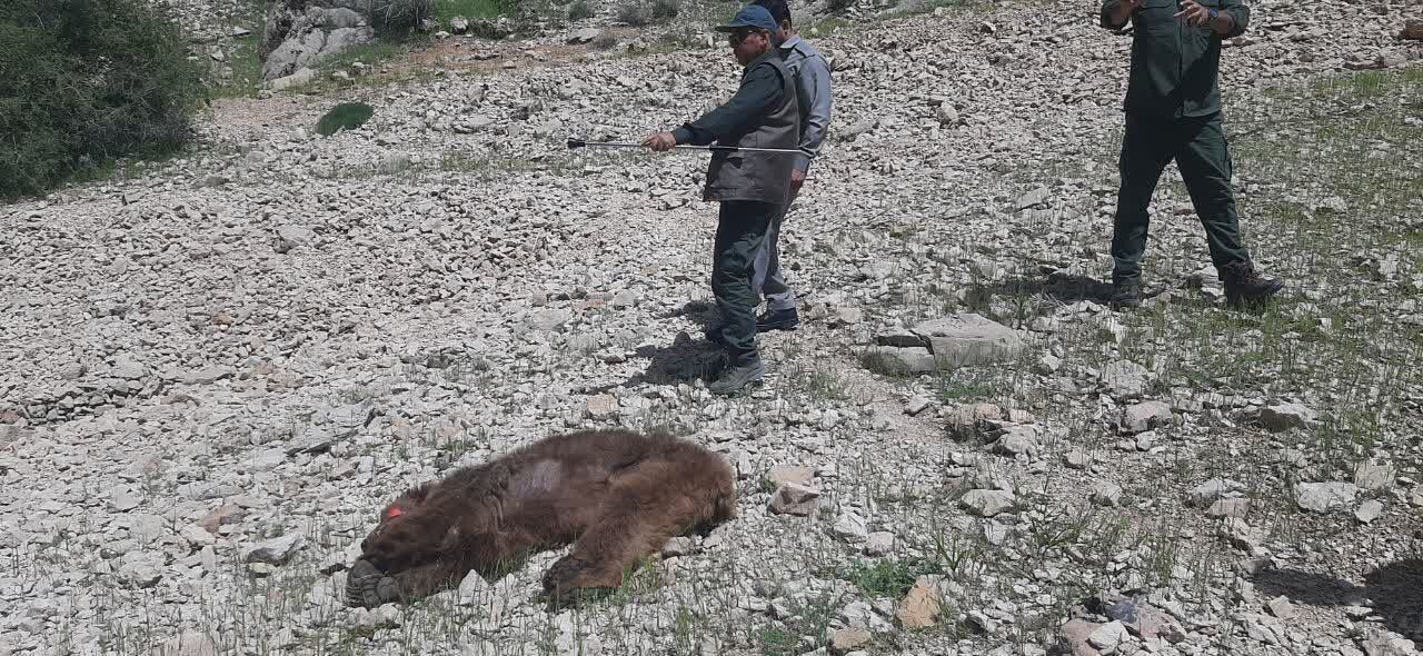 دستگیری شکارچیان خرس در ایلام