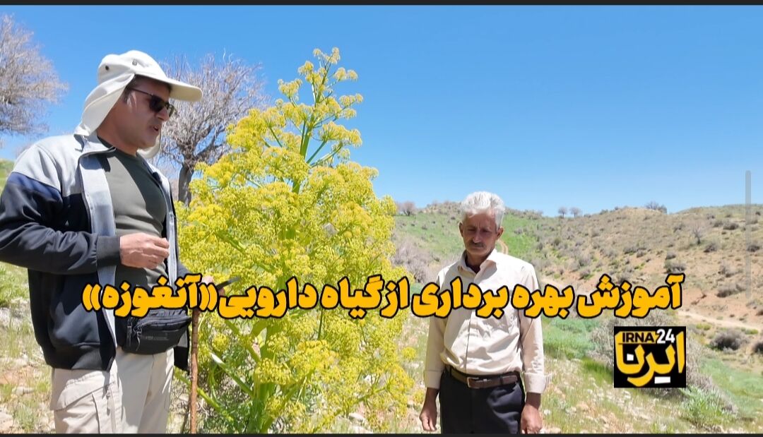 فیلم | روند بهره‌برداری از گیاه دارویی «آنغوزه»