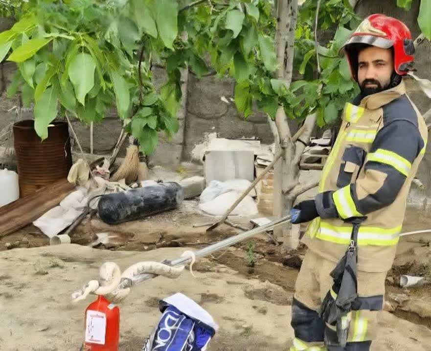 نجات خانواده روستای سوسنقین ساوه از گزند مارهای سمی