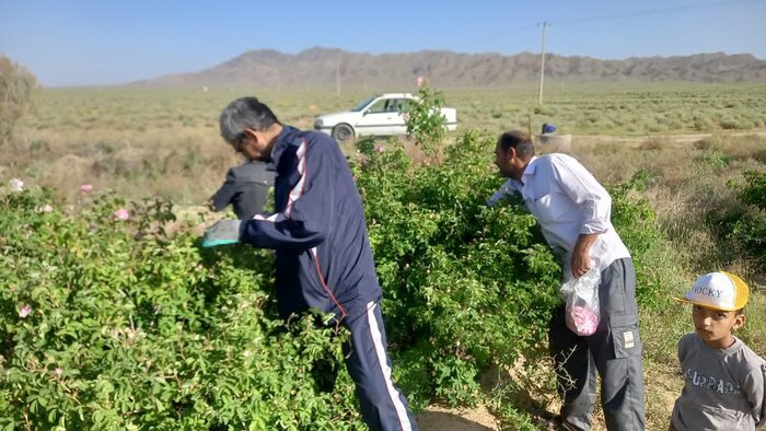 از گلستانهای اسکو تا مزارع مرند؛ چالش صنایع تبدیلی پیشروی توسعه گل محمدی