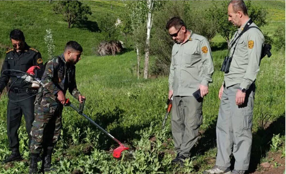 ۵ قطعه مزرعه خشخاش در پناهگاه حیات وحش بیستون کشف و معدوم شد