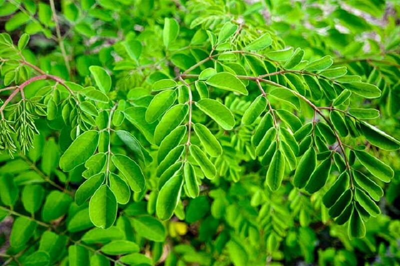 مورینگا،«درخت معجزه» جنوب ایران