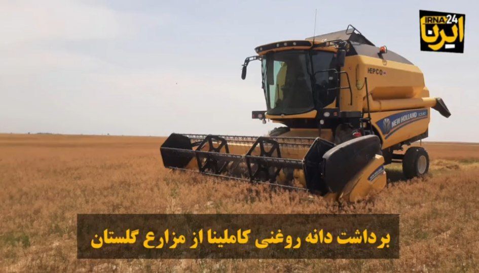 فیلم| آغاز برداشت «کاملینا» از مزارع گلستان