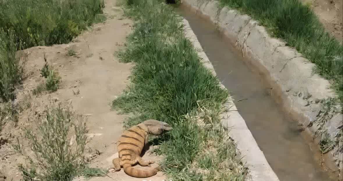 مشاهده بزمجه بیابانی در بافق یزد؛ روایت حیات در قلب زیست‌بوم‌های بکر