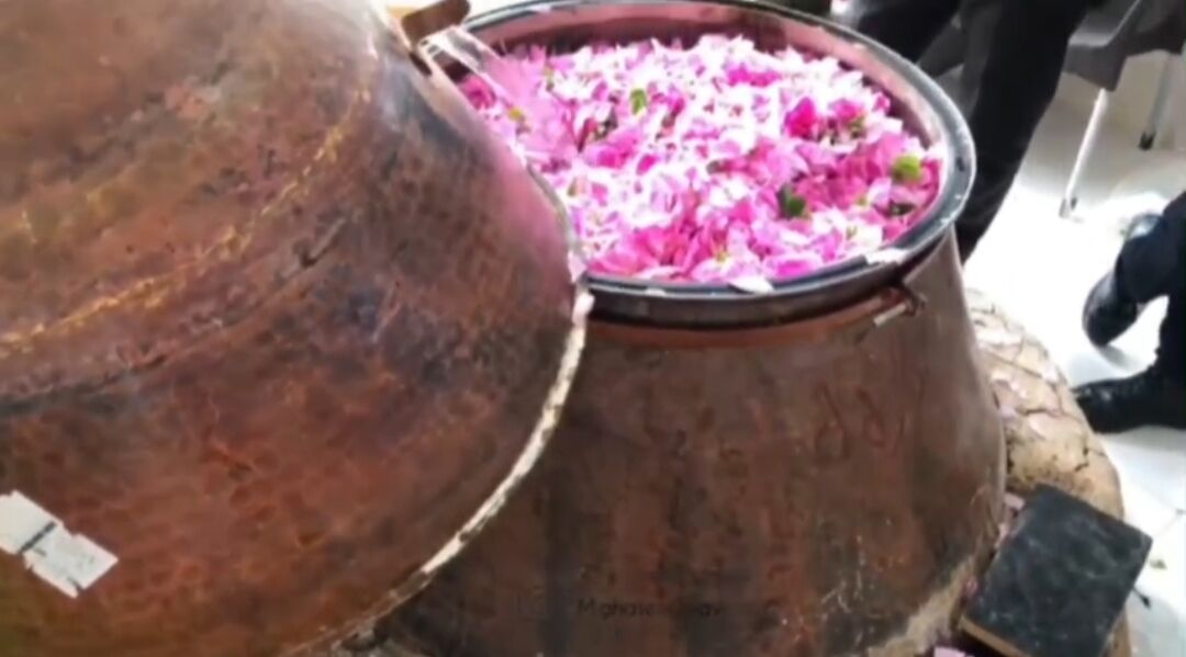 فیلم| گلاب‌گیری سنتی در مشگین‌شهر