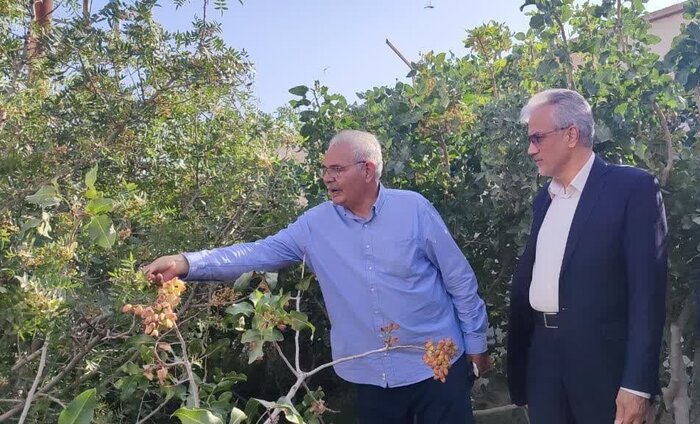 تحقق رویای تولیدکنندگان طلای سبز؛ گام نهایی در ساخت پایانه صادرات پسته پس از ۱۹ سال