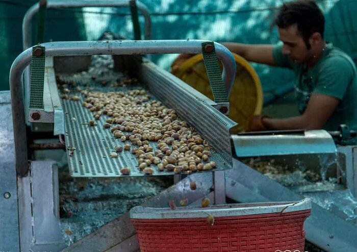 پسته خراسان رضوی؛ محصولی جهانی با گره‌های داخلی