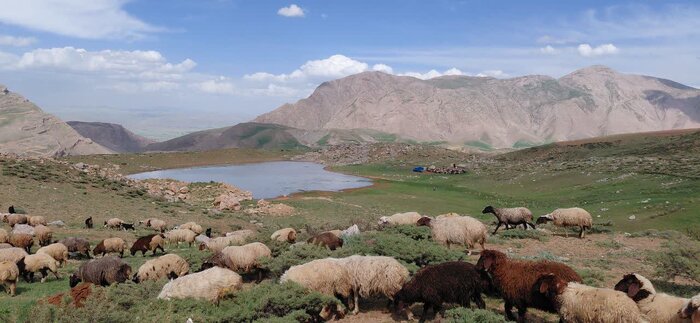 مراتع چهارمحال و بختیاری؛ ریههای زخمی زاگرس زیر فشار خشکسالی و دام مازاد