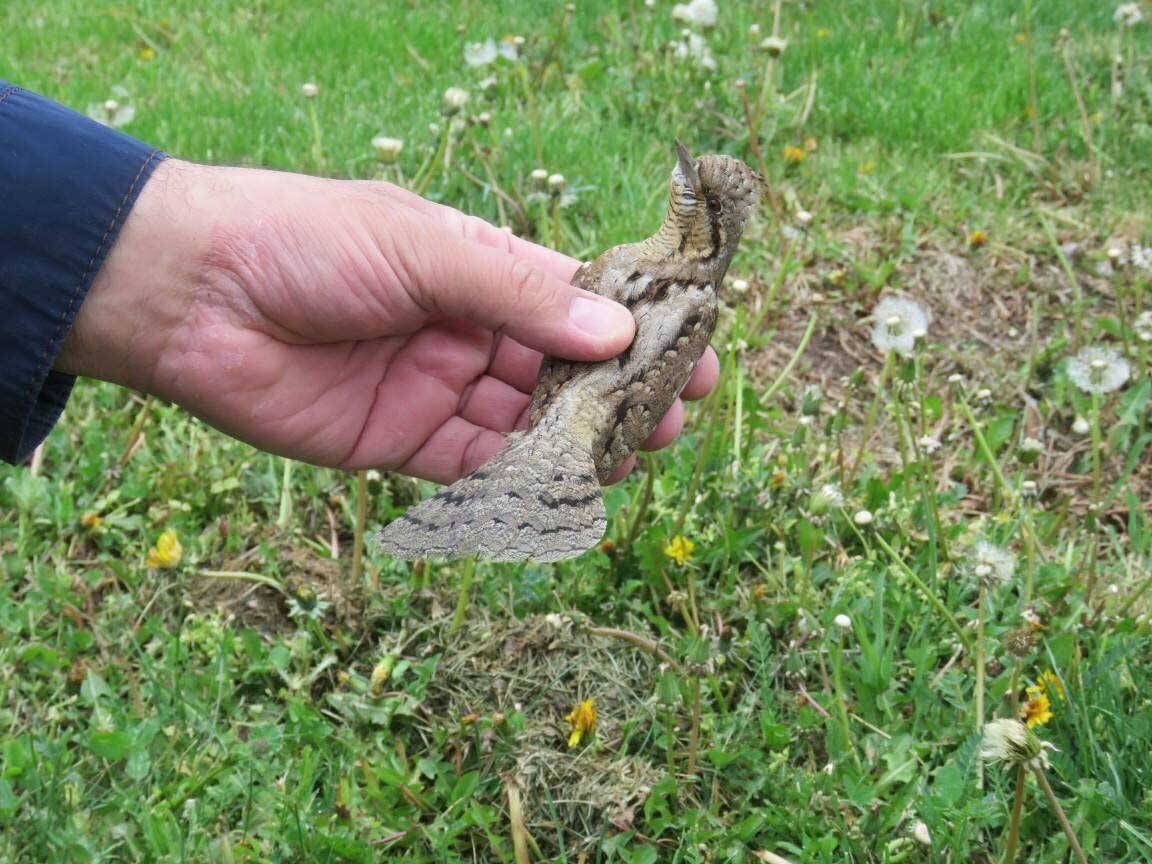 گونه نادر دارکوب قهوه‌ای در اردبیل مشاهده شد