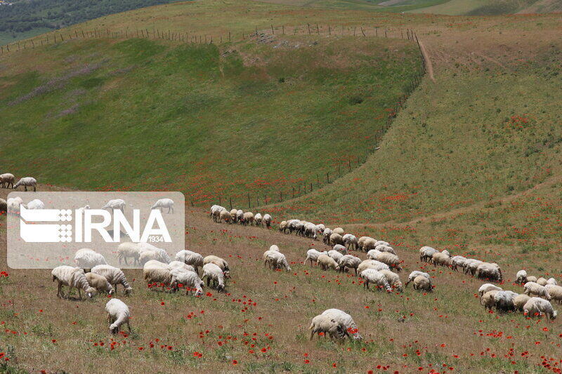 حفظ منابع طبیعی اردبیل به مرتعداری نوین نیاز دارد