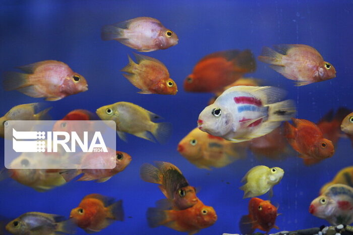 گزارش ماهیان زینتی