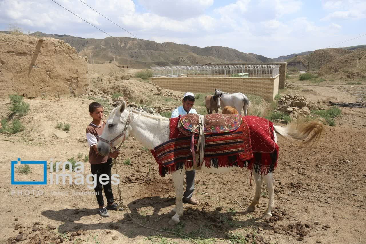 بازگشت به دوران طلایی پرورش  اسب اصیل ترکمن در خراسان‌شمالی