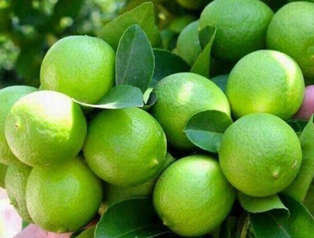 ۳۰ واحد سورتینگ رودان برای فصل برداشت لیموترش پای‌کار آمدند