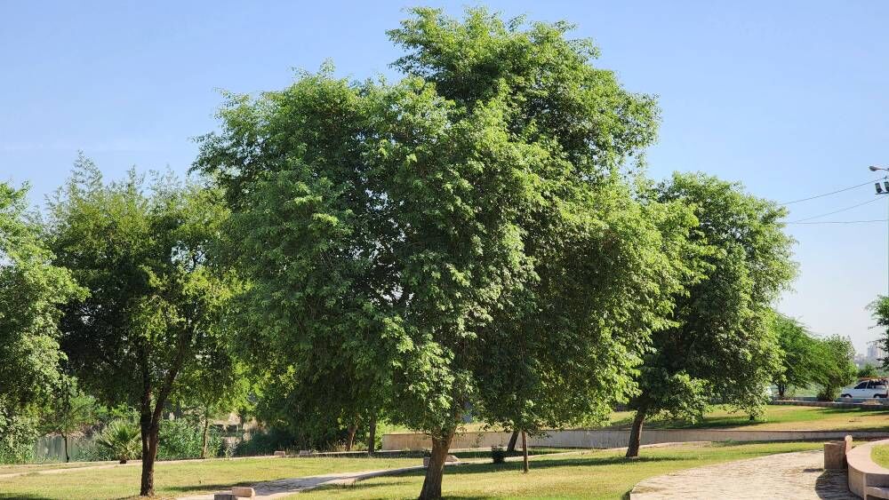 طلای سبز شیشم، میراث ماندگار دزفول