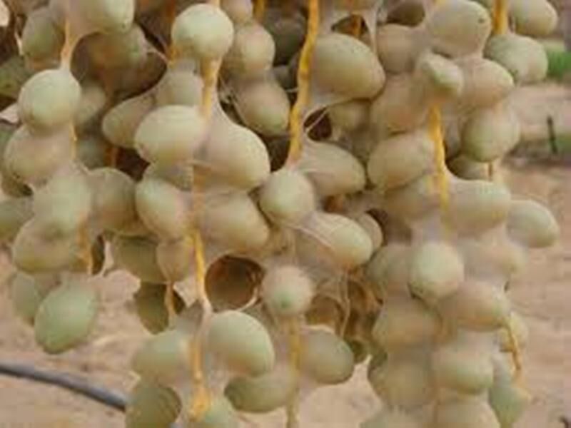 جهاد کشاورزی بوشهر نسبت به طغیان «کنه گردآلود» در نخلستانها هشدار داد جهاد کشاورزی بوشهر نسبت به طغیان «کنه گردآلود» در نخلستانها هشدار داد