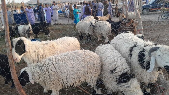 آماده‌باش سه‌گانه دامپزشکی، بهداشت و شهرداری خاش برای عید قربان