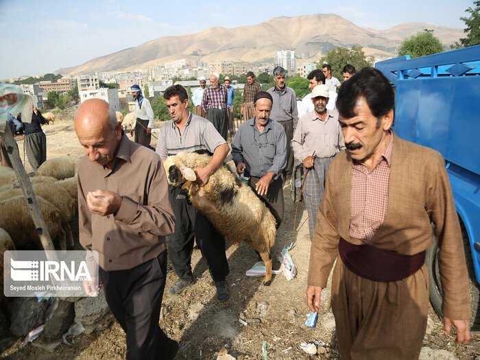 عید قربان در کردستان، جلوهای باشکوه از ایمان، مهربانی و همدلی