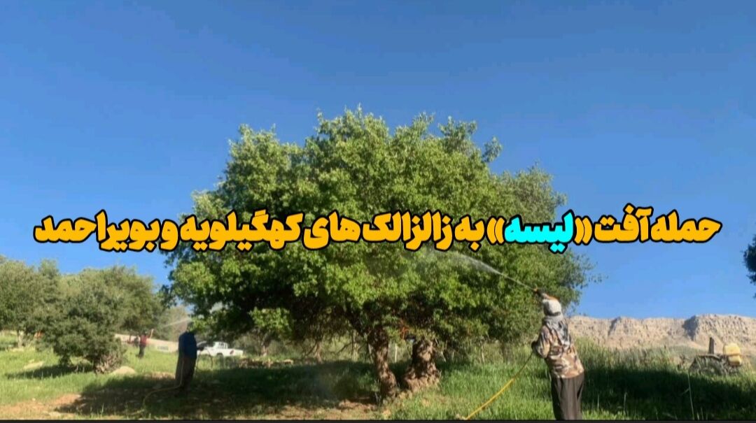فیلم |حمله آفت «لیسه» به زالزالک های کهگیلویه و بویراحمد
