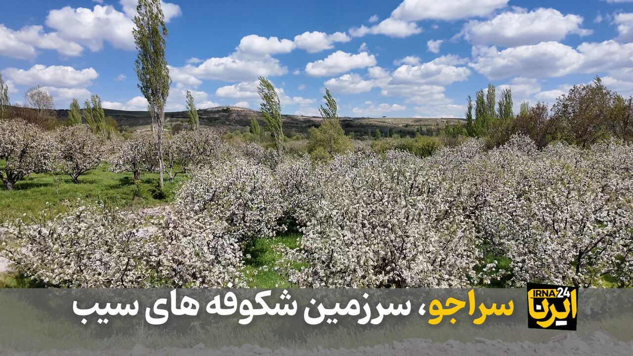 فیلم|سراجو، سرزمین شکوفه های سیب