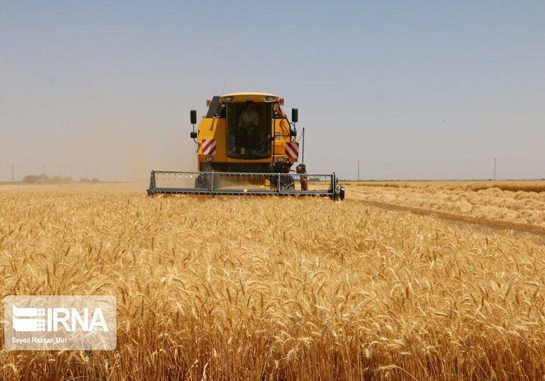 برداشت محصول جو از مزارع ورامین آغاز شد