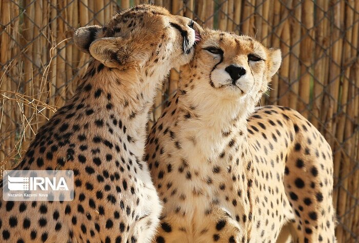 ثبت تصویر یوز در خراسان شمالی؛ نفسهای آخر یا آغاز دوباره؟