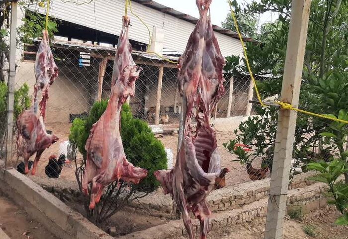 ۸۵ راس گوسفند؛ هدیه نیکوکار گنبدی به نیازمندان
