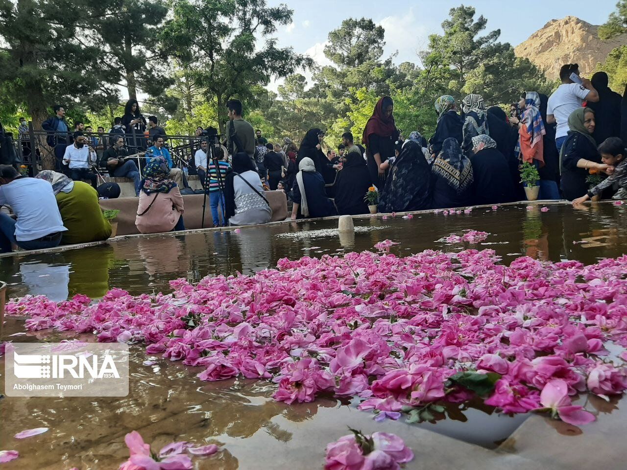 آغاز جشنواره گل محمدی در استان یزد