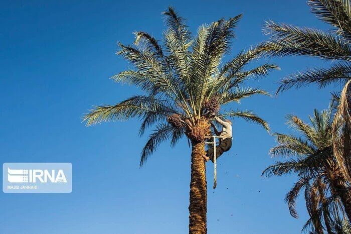 آغاز عملیات آرایش خوشه نخیلات در آبادان