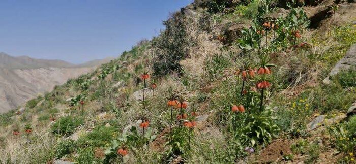 استرس، مهمان ناخوانده فصل زادآوری وحوش لشگردَر