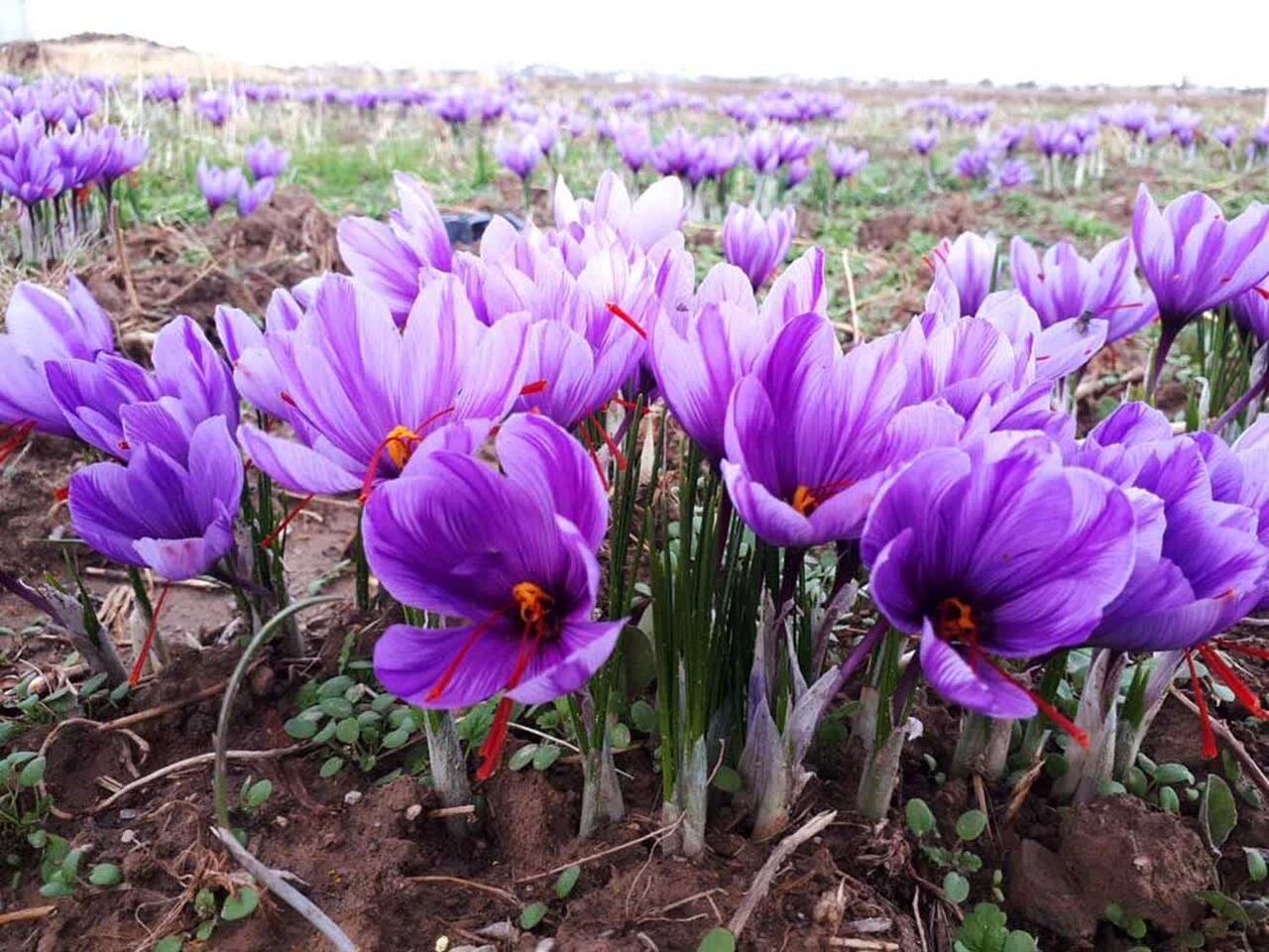 فرماندار صحنه: توسعه کشت زعفران با مشارکت زعفران‌کاران استان شتاب می‌گیرد