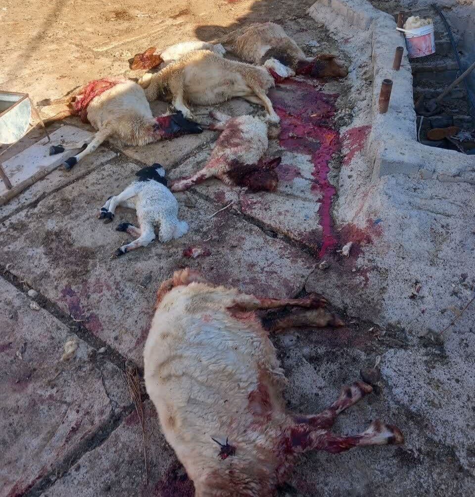 گرگ‌های گرسنه ۱۲ رأس دام را در بدره ایلام تلف کردند