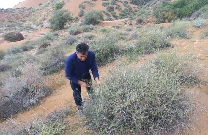 بوشهر در مسیر مقابله با بیابان زایی