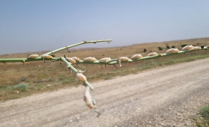 بوشهر در مسیر مقابله با بیابان زایی