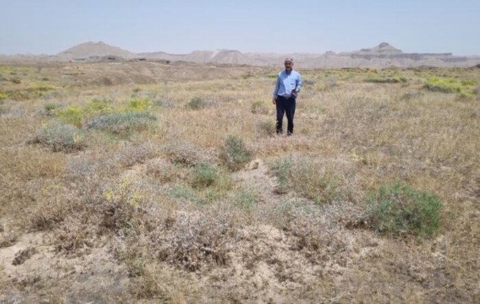 بوشهر در مسیر مقابله با بیابان زایی