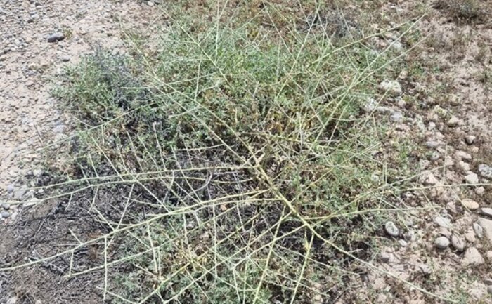 بوشهر در مسیر مقابله با بیابان زایی