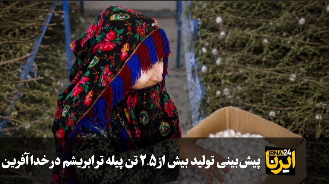 فیلم|پیش‌بینی تولید بیش از ۲.۵ تن پیله تر ابریشم در خداآفرین