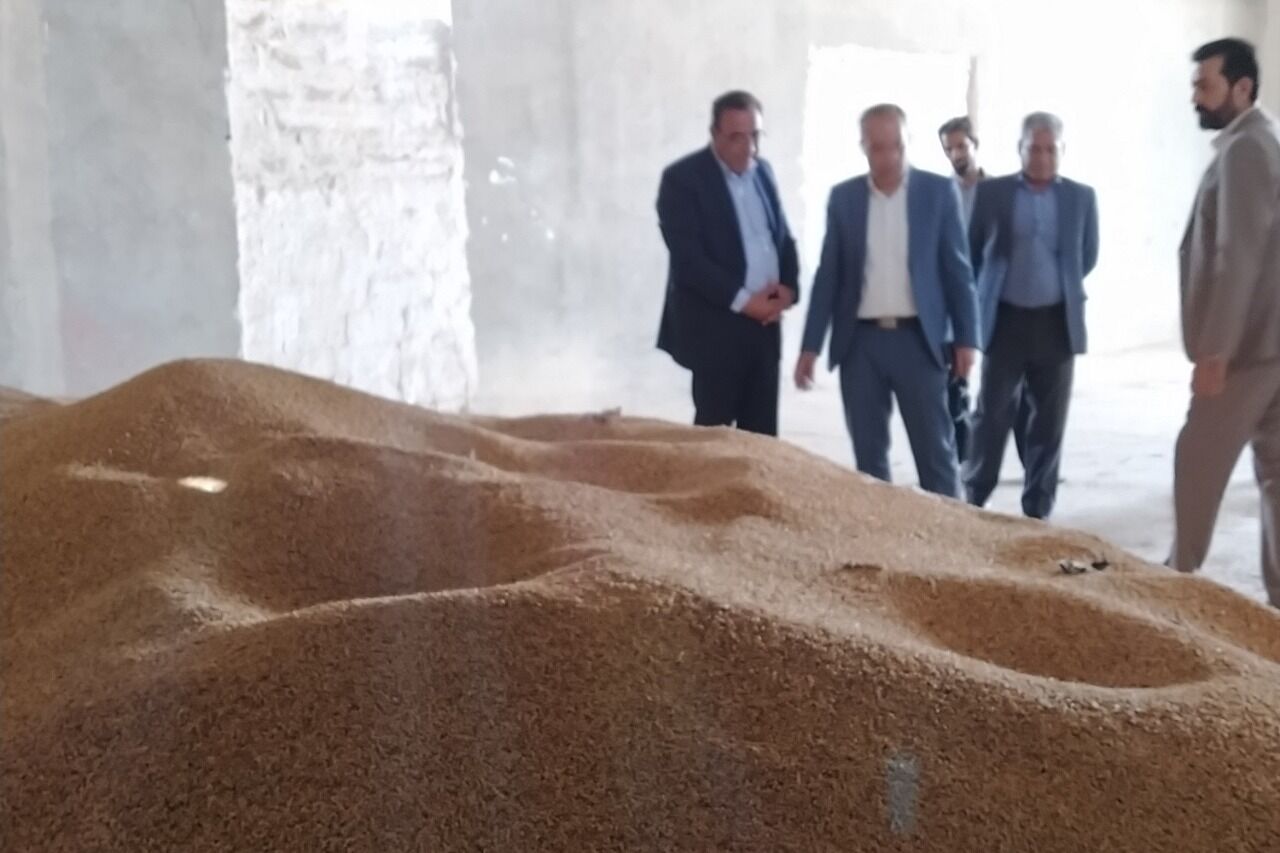 راه‌اندازی مرکز خرید تضمینی گندم در شهرستان زهک برای حمایت از کشاورزان