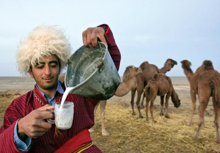 صنایع فرآوری؛ حلقه مفقوده پرورش شُتر در گنبدکاووس