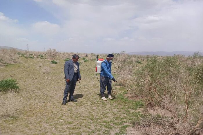 ۸۸ هزار هکتار از تاغزارها و مراتع خراسان جنوبی درگیر آفت ملخ کوهاندار شد