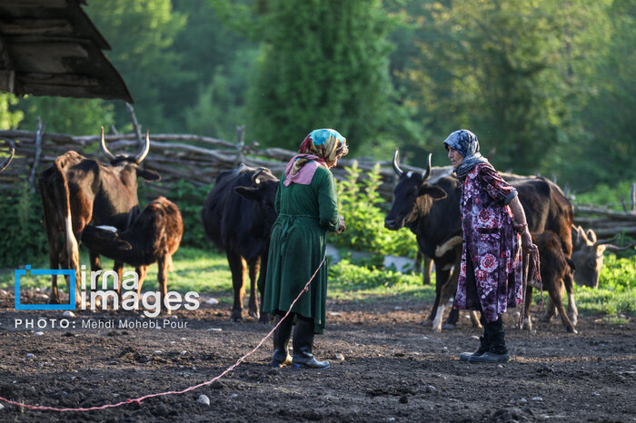 فیلم ا حضور دام در جنگل و مرتع مازندران تهدیدی برای محیط زیست