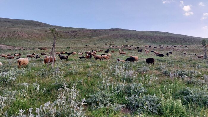 فیلم ا حضور دام در جنگل و مرتع مازندران تهدیدی برای محیط زیست